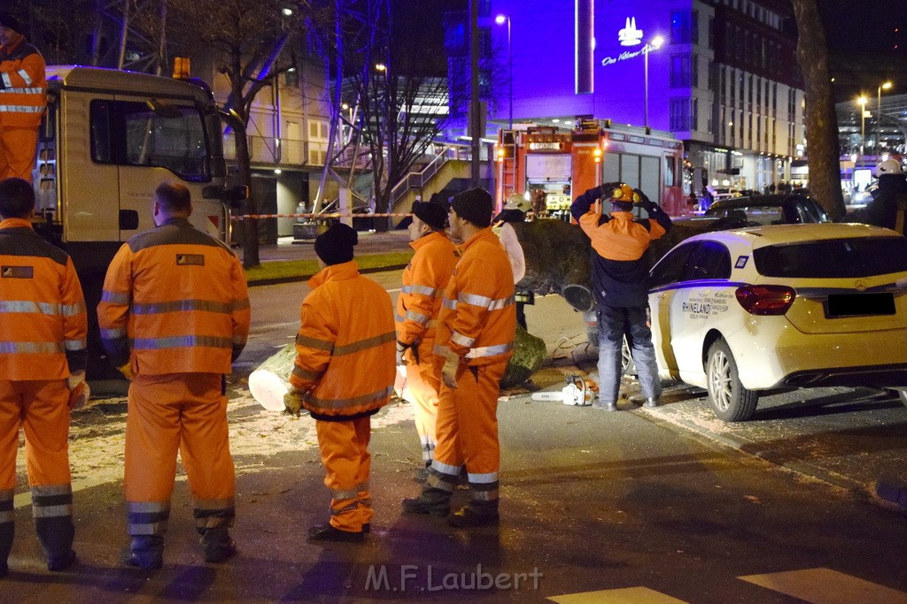 Baum auf PKWs Koeln Mitte Rheinuferstr Goldgasse P065.JPG - Miklos Laubert